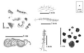  Fruit, seed, and fruit hairs:  A. aromatica  A.E. Burkart - center plumose fruit hair redrawn from Burkart, (1966);  A. capitellata  A.E. Burkart - top center simple fruit hairs redrawn from Burkart, (1966);  A. lihuelensis  A.E. Burkart - bottom center bristlelike fruit hair redrawn from Burkart, (1966); A. spp. - left fruits and right seeds.
