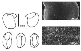  Cotyledon, embryo, and testa:  A. incana  E. de Vogel - embryo, cotyledons, and testa SEMs.
