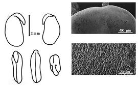  Cotyledon, embryo, and testa:  A. reconditum  A.T. Lee - embryo, cotyledons, and testa SEMs.
