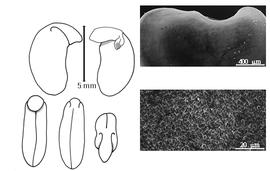  Cotyledon, embryo, and testa:  A. virginica  (C. Linnaeus) N.L. Britton, E.E. Sterns & J.F. Poggenberg - embryo, cotyledons, and testa SEMs.
