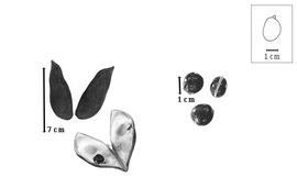  Fruit and seed:  A. sericea  W.G. Craib - fruits and seeds.
