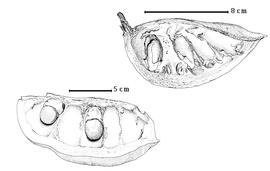  Fruit and seed:  A rhomboidea  (Blanco) Vidal - top seeds in situ;  A xylocarpa  (Kurz) W.G. Craib - bottom seeds in situ.
