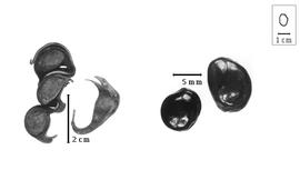  Fruit and seed:  A.  spp. - fruits and seeds.
