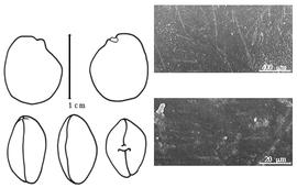  Cotyledon, embryo, and testa:  A. borneensis  (D. Oliver) R.K. Brummitt - embryo, cotyledons, and testa SEMs.
