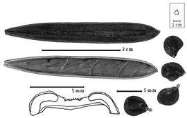  Fruit, fruit transection, and seed:  A. humbertii  (R. Viguier) J.-F. Villiers - top fruits, right seeds, bottom magnification of cross section of fruit showing embedded tissue.
