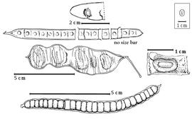  Fruit and seed:  A. bernieri  Fournier - left center fruit;  A. berteriana  (Balbis ex A.P. de Candolle) Fawcett & Rendle - top left fruit;  A. gummifera  (J.F. Gmelin) A.C. Smith - top center seed in situ;  A. leptophylla  H.A.T. Harms - bottom fruit;  A. obliquefoliolatum  de Wildman - right center seed in situ.
