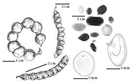  Fruit and seed:  A. altissima  W.J. Hooker - top left fruit;  A. chinensis  (Osbeck) Merrill - bottom right center seed topography;  A. leptophylla  H.A.T. Harms - top left center fruit;  A. niopoides  (G. Bentham) A.E. Burkart - bottom right seed topography;  A. obliquefoliolatum  de Wildman - bottom left fruit; A. spp. - top right seeds.
