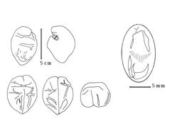  Cotyledon and embryo:  A. latifolia  R. Spruce ex G. Bentham - embryo, cotyledons, and magnification.
