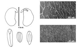  Cotyledon, embryo, and testa:  A.  spp. - embryo, cotyledons, and testa SEMs.
