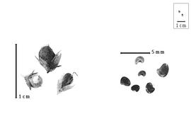  Fruit and seed:  A . spp. - fruits with calyx and seeds.
