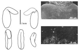  Cotyledon, embryo, and testa:  A. subumbellata  (W.D. Hooker) M.D. Crisp & P.E. Weston - embryo, cotyledons, and testa SEMs.
