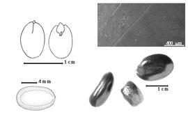  Seed, cotyledon, embryo, and testa:  A. andongensis  (F.M.J. Welwitsch ex D. Oliver) Exell & Torre - top left cotyledon concealing all but tip of radicle (L) and embryonic axis (R), bottom left seed topography, bottom right seeds, testa SEM.
