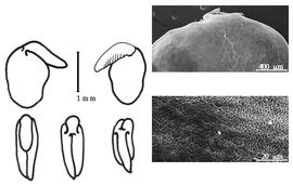  Cotyledon, embryo, and testa:  A. medicaginea  A.H.R. Grisebach - embryo, cotyledons, and testa SEMs.
