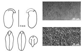  Cotyledon, embryo, and testa:  A. karelinii  F.E.L. von Fischer & C.A. von Meyer var.  conollyi  (A.A. von Bunge) G.P. Yakovlev - embryo, cotyledons, and testa SEMs.
