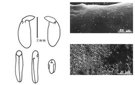  Cotyledon, embryo, and testa:  A. croceolanata  P.W. Watson - embryo, cotyledons, and testa SEMs.
