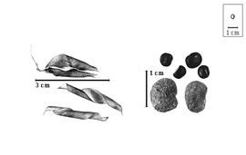  Fruit and seed:  A.  spp. - fruits and seeds.
