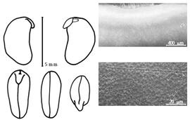  Cotyledon, embryo, and testa:  A. bracteata  (C. Linnaeus) M.L. Fernald - embryo, cotyledons, and testa SEMs.
