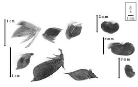  Fruit and seed:  A. muraltioides  (G. Bentham) A.L. Schutte - top and middle seeds;  A. cuneifolia  C.F. Ecklon & C.L.P. Zeyher - bottom seed; A. spp. - fruits.
