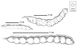  Fruit:  A. colubrina  (Vellozo) J.P.M. Brenan - top dehiscent fruit;  A. peregrina  (C. Linnaeus) C.L. Spegazzini - left partial seeds in situ, bottom dehiscent fruit.
