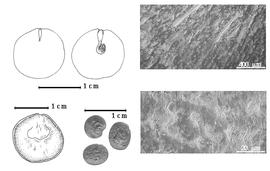  Seed, cotyledon, embryo, and testa:  A. peregrina  (C. Linnaeus) C.L. Spegazzini - top left cotyledon not concealing radicle (L) and embryonic axis (R), bottom left testa topography, bottom left center seeds, testa SEMs.
