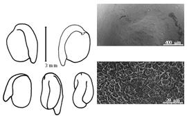  Cotyledon, embryo, and testa:  A. rigidum  (J. Gilles ex W.J. Hooker & G.A.W. Arnott) G.H.E.W. Hieronymus - embryo, cotyledons, and testa SEMs.
