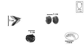  Fruit, seed, and embryo:  A. pierrei  F. Gagnepain - top left fruit, bottom left seed, top right cotyledon with glands, and bottom right magnification of inner cotyledon surface with glands.
