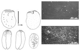  Cotyledon, embryo, and testa:  A. pierrei  F. Gagnepain - embryo, cotyledons, and testa SEMs.
