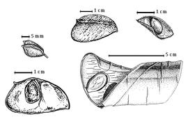  Fruit and seed:  A. heitzii  (F. Pellegrin) J.J. Wieringa - lower right fruit;  A. richardsiae  (J.J.G. Léonard) J.J. Wieringa - lower left and upper center fruits;  A. trapnellii  (J.J.G. Léonard) J.J. Wieringa - upper left and right fruits.
