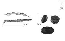  Fruit and seed:  A. americana  F.K. Medikus - fruits; A. spp. - seeds.
