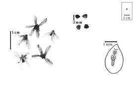  Fruit and seed:  A. paniculata  C.B. Presl - fruits with star-shaped calyx, seeds, and hilum-lens view magnification.
