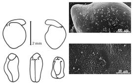  Cotyledon, embryo, and testa:  A. paniculata  C.B. Presl - embryo, cotyledons, and testa SEMs.
