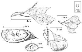  Fruit and seed:  A. leiocarpa  (J.R.T. Vogel) Macbride var.  leiocarpa  - top fruit cluster;  A. leiocarpa  (J.R.T. Vogel) Macbride var.  molaris  - bottom right center fruit cluster, left center fruit;  A. leiocarpa  (J.R.T. Vogel) Macbride var. unknown - far right fruit cluster, bottom left center seed in situ
