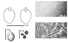  Seed, cotyledon, embryo, and testa:  A. leiocarpa  (J.R.T. Vogel) Macbride var.  molaris  - testa SEMs;  A. leiocarpa  (J.R.T. Vogel) Macbride var. unknown - bottom far left seed topography, top left cotyledon cordate partially investing exposed radicle (L) and embryonic axis (R);  A. leiocarpa  (J.R.T. Vogel) Macbride vars. mixed - bottom left center seeds.
