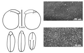  Cotyledon, embryo, and testa:  A. michelii  (H.H. Rusby) H.A.T. Harms - embryo, cotyledons, and testa SEMs.
