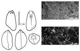  Cotyledon, embryo, and testa:  A. hypogaea  C. Linnaeus - embryo, cotyledons, and testa SEMs.
