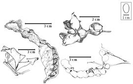  Fruit and seed:  A. ellipticum  (Blume) I.C. Nielsen - bottom left dehiscent fruit;  A. glabrum  (K.M. Schumann) C.A.G. Lauterbach & K.M. Schumann - top right dehiscent fruit;  A. hispidum  (Mohlenbrock) Verdcourt - top left dehiscent fruit;  A. lucyi  F.J.H. von Mueller - bottom right dehiscent fruit.
