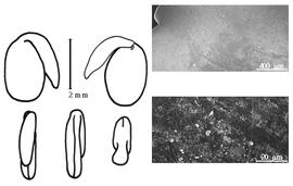  Cotyledon, embryo, and testa:  A. biebersteinii  P.W. Ball - embryo, cotyledons, and testa SEMs.
