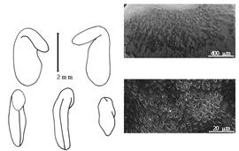  Cotyledon, embryo, and testa: A. linearis (N.L. Burman) R.M.T. Dahlgren - embryo, cotyledons, and testa SEMs.
