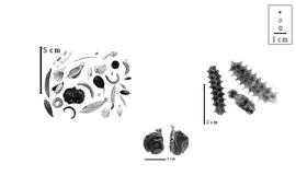  Fruit and seed outline:  A. echinus  A.P. de Candolle - two center fruits;  A. pelecinus  (C. Linnaeus) R.C. Barneby - three right fruits;  A.  spp. - left group of fruits.
