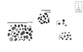  Seed:  A. pelecinus  (C. Linnaeus) R.C. Barneby - upper right group of seeds; A. spp. - left, center, and lower right group groups of seeds.
