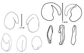  Cotyledon and embryo:  A. gossypinus  F.E.L. von Fischer - right embryo and cotyledons;  A. pelecinus  (C. Linnaeus) R.C. Barneby - left embryo and cotyledons.
