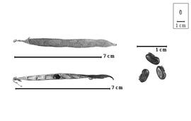  Fruit and seed:  A. errabundus  (M. Schott) B. Verdcourt - fruits and seeds.
