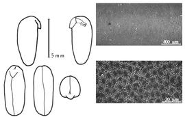  Cotyledon, embryo, and testa:  A. errabundus  (M. Schott) B. Verdcourt - embryo, cotyledons, and testa SEMs.
