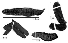  Fruit:  B. elegans  (W.A. Ducke) R.C. Barneby & J.W. Grimes - bottom right fruit;  B. leucocalyx  (Britton & J.N. Rose) R.C. Barneby & J.W. Grimes - bottom left fruit cluster;  B. pedicellaris  (A.P. de Candolle) R.C. Barneby & J.W. Grimes - top left fruit, top right fruit cluster.
