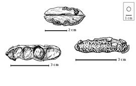  Fruit and seed:  B. brevifolium  D. Clos - top eroded fruit, left seed in situ, right mesocarp.
