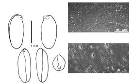  Cotyledon, embryo, and testa:  B. capparidifolia  J.G. Baker - embryo, cotyledons, and testa SEMs.
