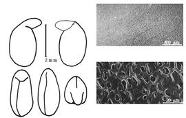  Cotyledon, embryo, and testa:  B. alba  (C. Linnaeus) É.P. Ventenat - embryo, cotyledons, and testa SEMs.
