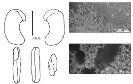  Cotyledon, embryo, and testa:  B. pinnata  (C.H. Persoon) H.E. Baillon - embryo, cotyledons, and testa SEMs.
