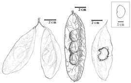  Fruit and seed:  B. riedelii  (E.L.R. Tulasne) J.H. Kirkbride - left fruit cluster, center fruit, right seed in situ.
