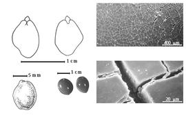  Seed, cotyledon, embryo, and testa:  B. floribunda  R. Spruce - top left cotyledon auriculate and investing partially exposed radicle (L) and embryonic axis (R), bottom far left seed topography, bottom left center seeds, testa SEMs.
